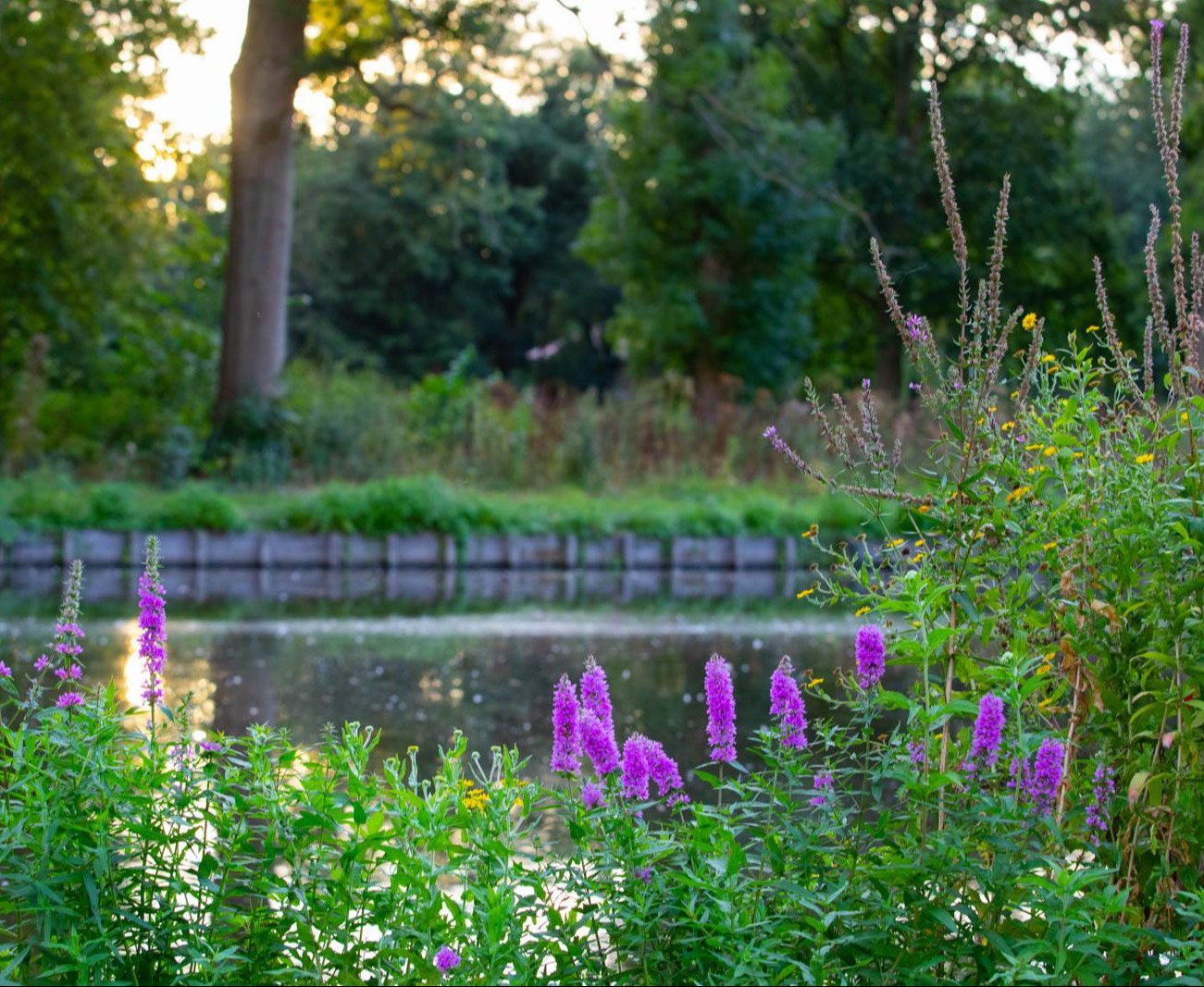 Prinses Beatrixpark Schiedam